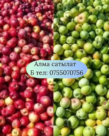 уголь кара кече бишкек цена: Алмалар Дүң — 1