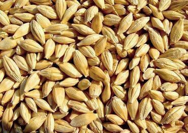 замороженная кукуруза: Канадский сорт. продаю ячмень сорт Эдисон Канада. высокоурожайный. на