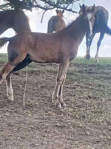 йоркширский терьер бишкек: Продаю | Жеребенок | Конный спорт