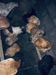 купить домашних курей: Продаю домашние куры 🐔 с петухом 
Оптом 24 штук оптом!