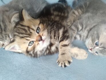 отдам даром вислоухого котенка: Котята шотландской породы ( Скоттиш страйт). Котята очень подвижные. К