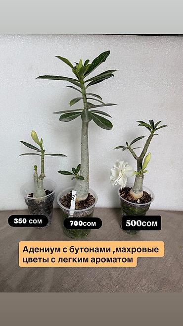черные розы: Адениум обессум сортовые, с цветами и бутонами. Доступные сорта: - — 2