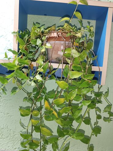 сколько стоит семена тюльпана: Продаю традесканции 50-150 сом