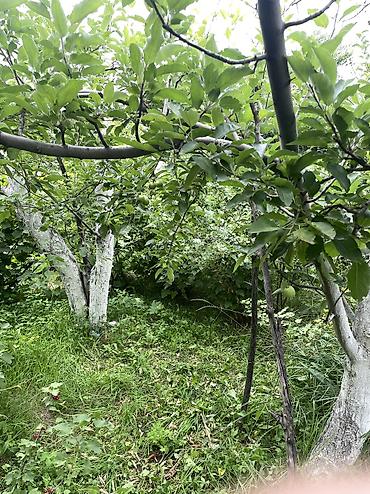 Продажа дач: ПРОДАЕТСЯ Дачный участок, с. Туз, СТ «Нур» (между с. Туз и с. Чон — 7