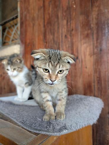 вислоухие котята цена: Отдам породистых котят в добрые руки Особенности: - Компактные — 3