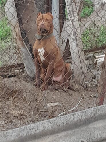 pitbull sekilleri: Pitbul, 9 ay, Erkek