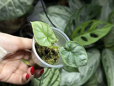 Другие комнатные растения: Добрый день! В продаже комнатные растения: Сингониумы - конфетти — 17