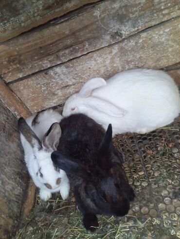 вислаухие котята: Продаю | Крольчиха (самка) | Для разведения | Племенные