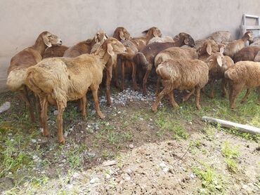 зааненские козы: Продаю | Овца (самка), Ягненок | Арашан | Для разведения | Матка