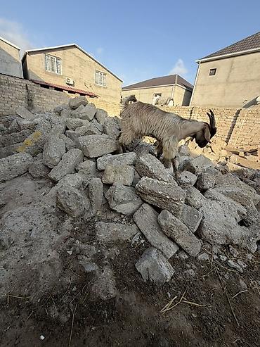 heyvan bazari keci: Salam aleyküm super cepiş isdiyen bizle elaqe saxlya biler 6 başdı 6 — 5