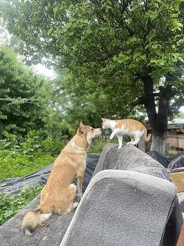 купить для собаки: Собака даром: Колли, 1 год, Самец — 2