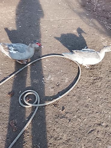 Ördəklər: Salam heyvanlar kom satilir 5feredi 1de erkey yumurtaya hazir -da lalafo.az — 5 Ördəklər: Salam heyvanlar kom satilir 5feredi 1de erkey yumurtaya hazir — 5