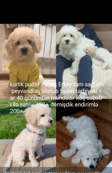 Gəmiricilər: Pudel, 7 ay, Erkek, Peyvəndli, Ünvandan götürmə, Pulsuz çatdırılma