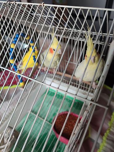 bulbul quşu satışı: 3quş hansı birlkd kefesl birlikdə satlir iki cütdr bir tekir — 2