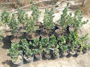 Tinglər: Həmişəyaşıl dekorativ kollar – qablarda - Növ: Euonymus japonicus — 10