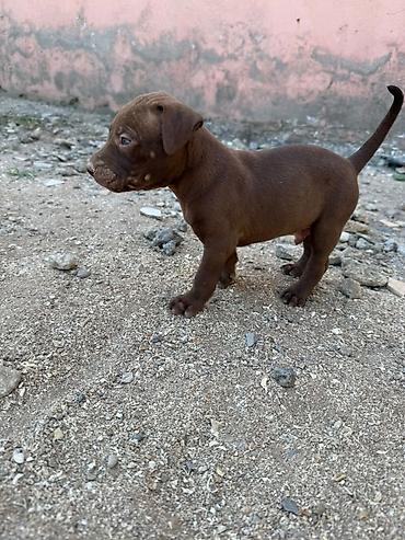 İtlər: Pitbul, 1 ay — 16