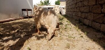 Keçi, çəpiş: Dişi, Alpine, il: 1, Damazlıq, Ünvandan götürmə