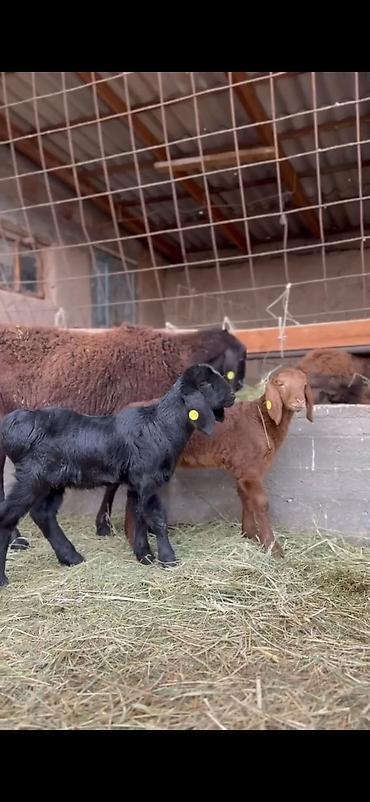 Qoyunlar, qoçlar: Qoyun və quzu dəsti - Ana qoyun: yerli ətlik-tip (qara başlı — 2
