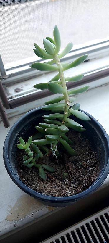 kala: Daxili sukulentlər kolleksiyası – 4 müxtəlif növ - Sansevieria — 4