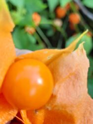 Həyət evləri və villaların satışı: 3 otaqlı, 78 kv. m, Kredit yoxdur, Yeni təmirli — 16