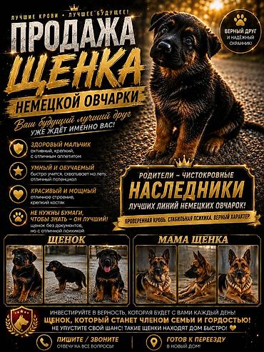 Животные: Немецкая овчарка, 3 месяца, Самец, С родословной — 1