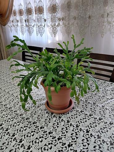 dekorativ ağac topiariya: Schlumbergera (Dekabr gülü) – saksıda dekorativ sukulent - Bitki — 1