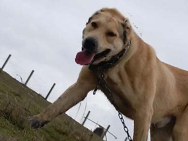 it pitbul: Kənd təsərrüfatı və təsərrüfat sahələri üçün güclü, iri cüssəli it — 1