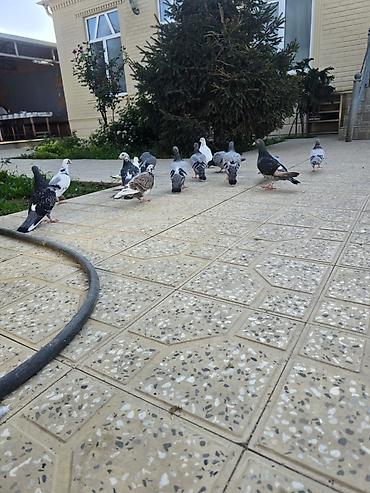 goyerci: 14 ədəd drkanonlar
unvan mərdakan
əlaqə 0708638395 — 4