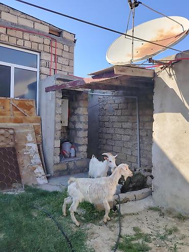 heleb keci: Dişi, Zanen, il: 1, 60 kq, Damazlıq, Pulsuz çatdırılma — 2