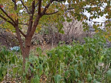 Bağ evlərinin satışı: Şirvan, 130 kv. m, 3 otaqlı, Hovuzsuz, Qaz, İşıq, Su — 9