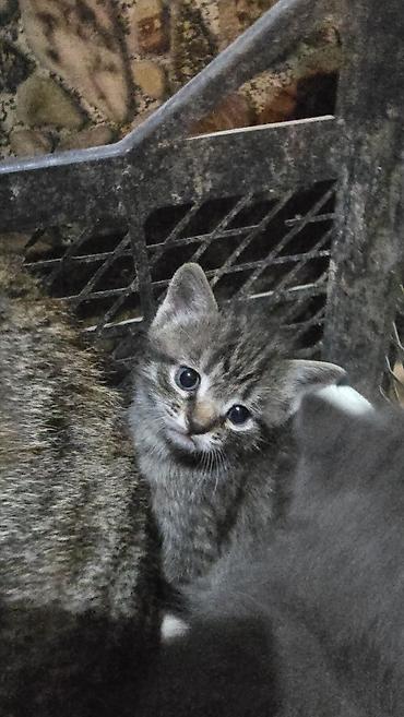 Отдам даром кошку: Отдаем котят в хорошие руки. полосатый - мальчик, серый и пепельный - — 4
