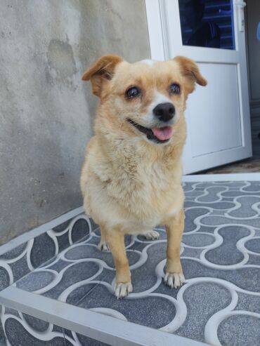 5 ayliq korpe: Pekines, 10 ay, Dişi