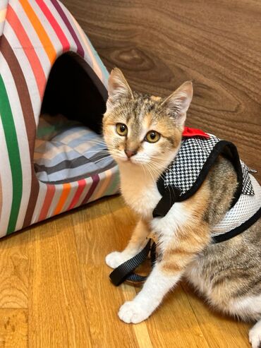 Pişiklər: Sekilleri cevirib baxin her bir piwik pulsuz sahiblendirilir. wp — 3