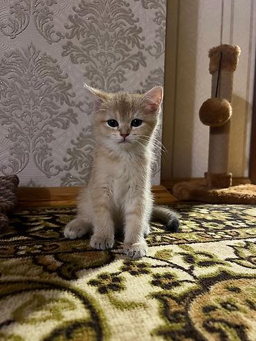 cins atlar: Qızılı rəngli bala pişik - Cins: ev pişiyi (qızılı/krem rəng çaları) — 4