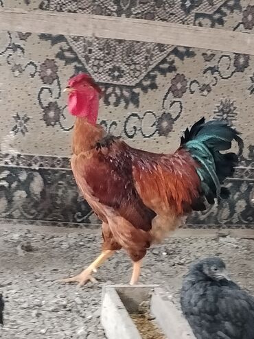 корма для сх животных: Сатам | Короздор