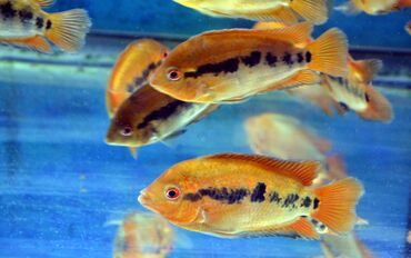 Balıqlar: Cixlid balığı — 13