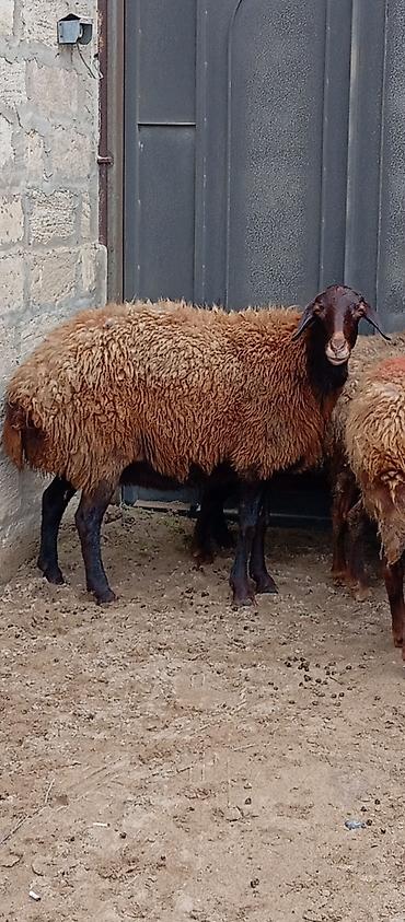 Qoyunlar, qoçlar: Salam ünvan Bakıin maştağa kendi obşi 8 baş heyvanlar 3 baş ana bala 2 — 2