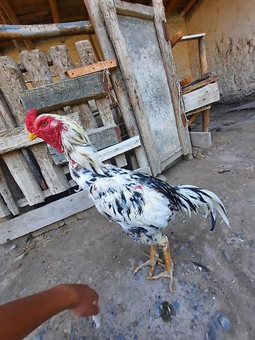Тооктор, короздор: Сатам | Короздор | Тебиштирүүчү | Көбөйтүү үчүн — 3