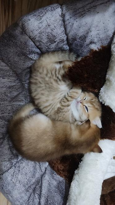 Pişiklər: Qızıl şinşilla, Erkək, Yaxşı əllərə, Ünvandan götürmə — 13