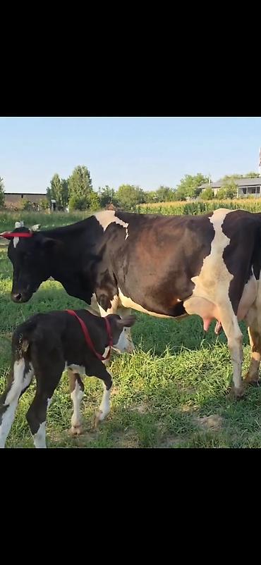 Inəklər, öküzlər: Satılır: inək və balası - Cins: qara-ağ alaca süd tipli inək - — 1
