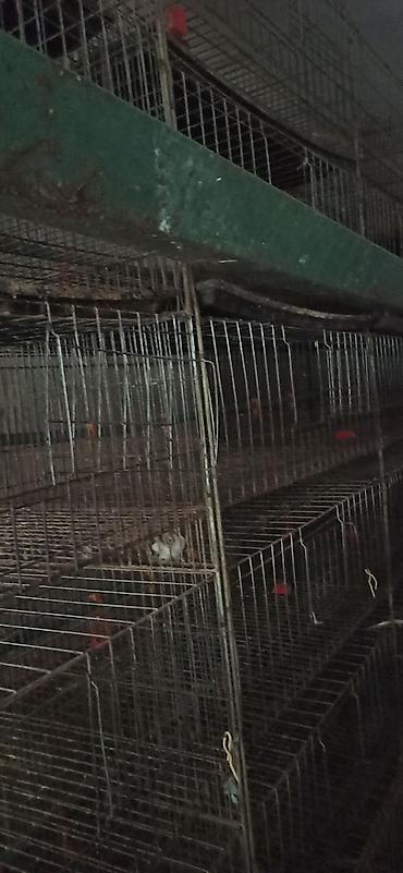 Товары и оборудование для с/х животных: Клеточные батареи для содержания птицы (кур-несушек/перепелов) — 7