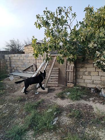 alman avçarkası: Alman çoban iti, Erkək — 4