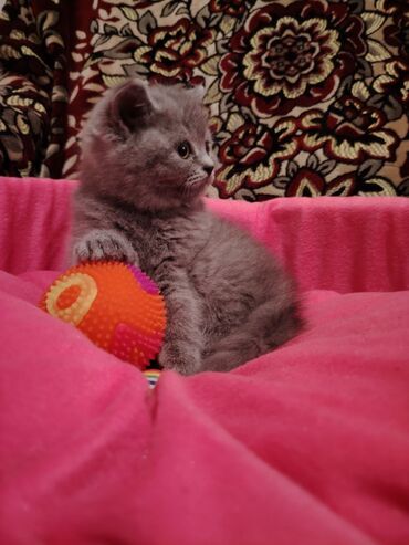 Pişiklər: Britan, Dişi, Yaxşı əllərə, Pulsuz çatdırılma — 7