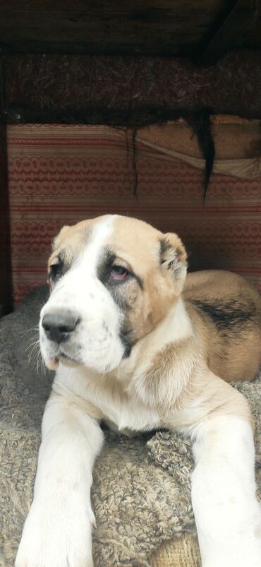 Собаки: Продается чистокровный щенок породы Алабай САО Девочка . Родилась 1