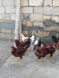 Digər quşlar: 6 eded 3 ayliq amroks cinsi(3 fere 3 xoruz)6 ededi 65azn. 8 eded 5 — 3