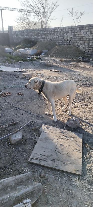 İtlər: Alabay, 2 il, Erkek — 1