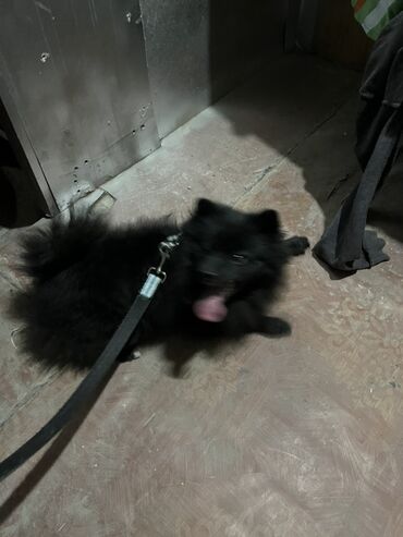 İtlər: Şpitz -da lalafo.az — 3 İtlər: Şpitz — 3