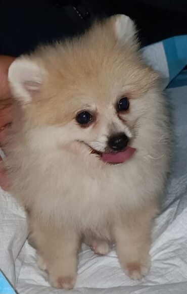 pomeranian spitz satisi: Şpitz, 2 ay, Erkek, Peyvəndli, Ünvandan götürmə