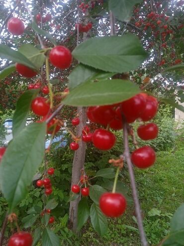 торт на заказ каракол: Продаю вишню самовывоз