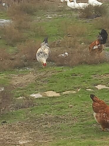 Toyuqlar: Toyuq, Damazlıq -da lalafo.az — 10 Toyuqlar: Toyuq, Damazlıq — 10